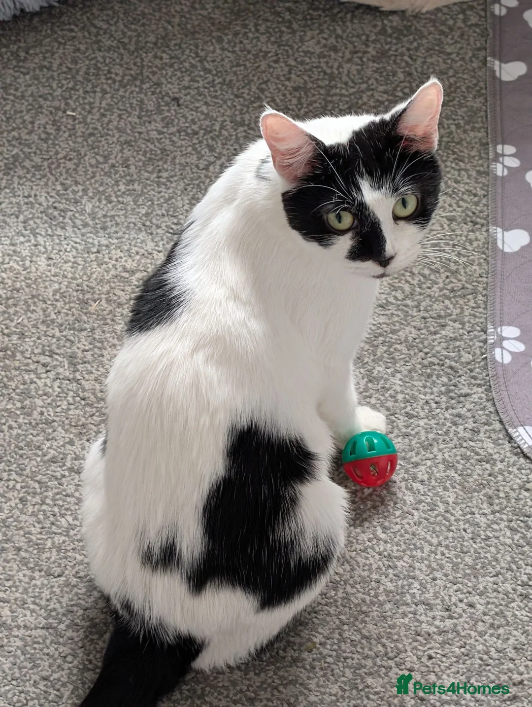Mixed Breed cats for sale: Kittens for sale  - Advert 1