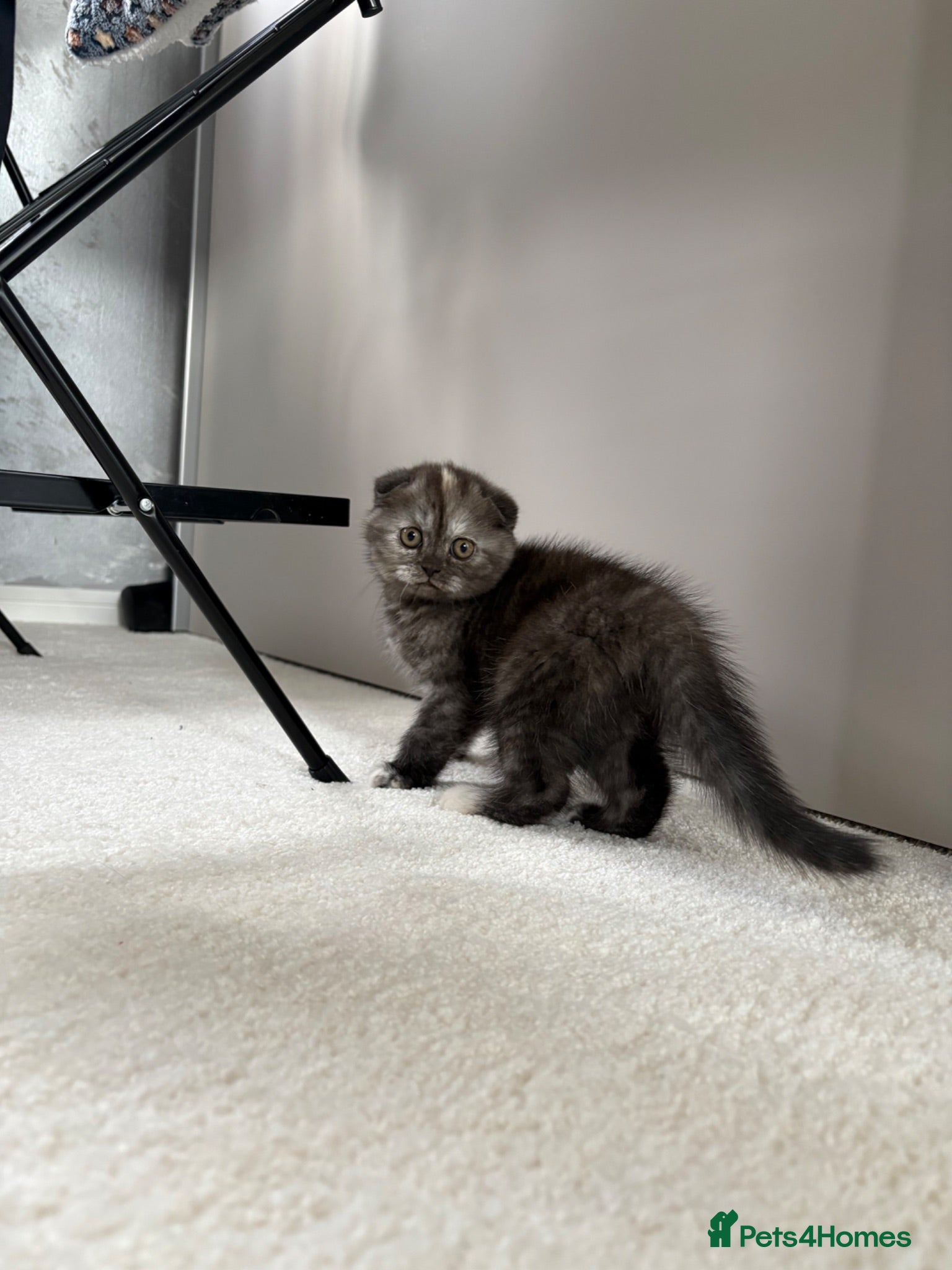 Scottish Fold cats 🐾Last 3 Scottish Fold/Straight kittens - Advert 1