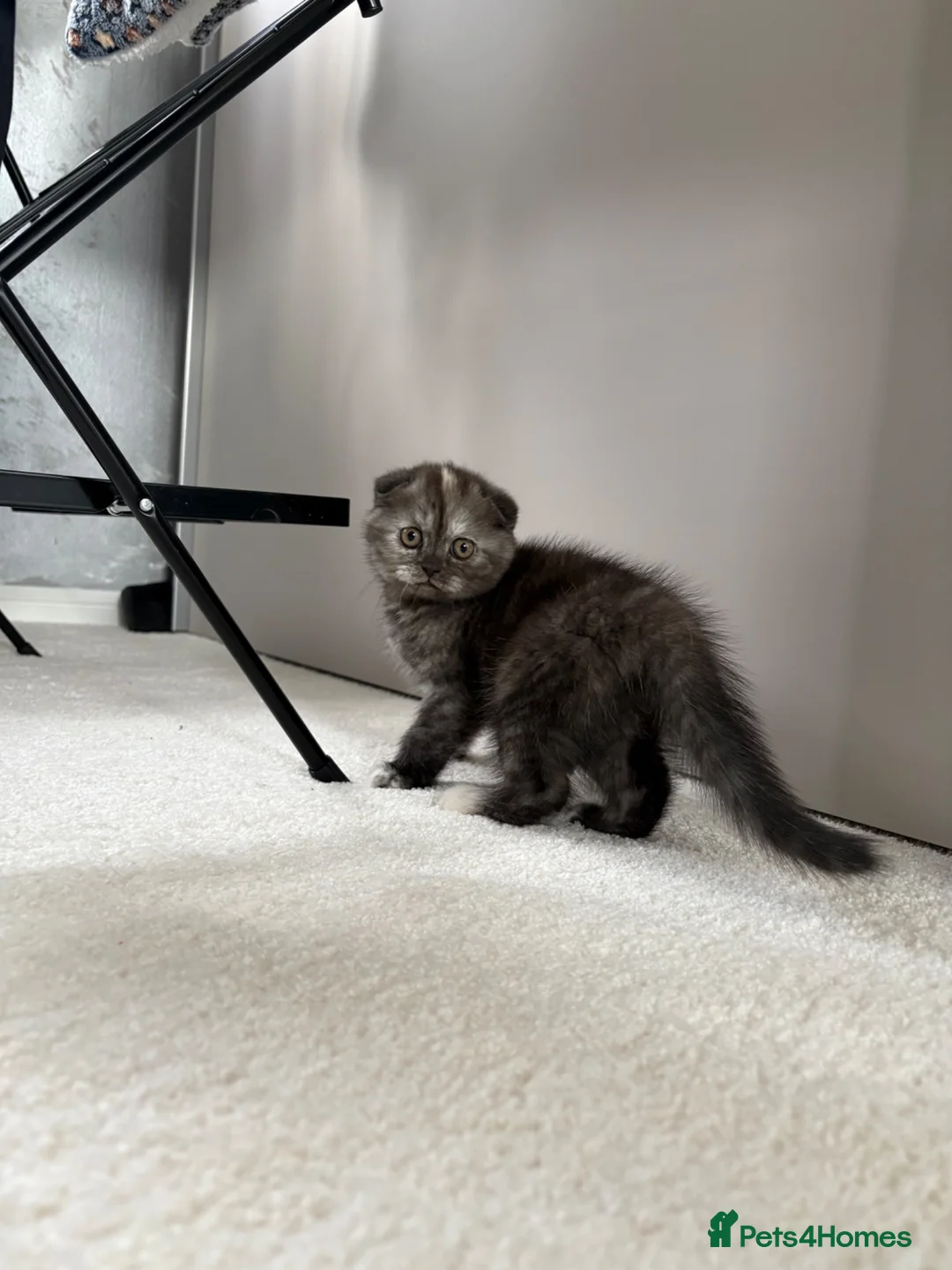 Scottish Fold cats for sale: 🐾Last 3 Scottish Fold/Straight kittens - Advert 1