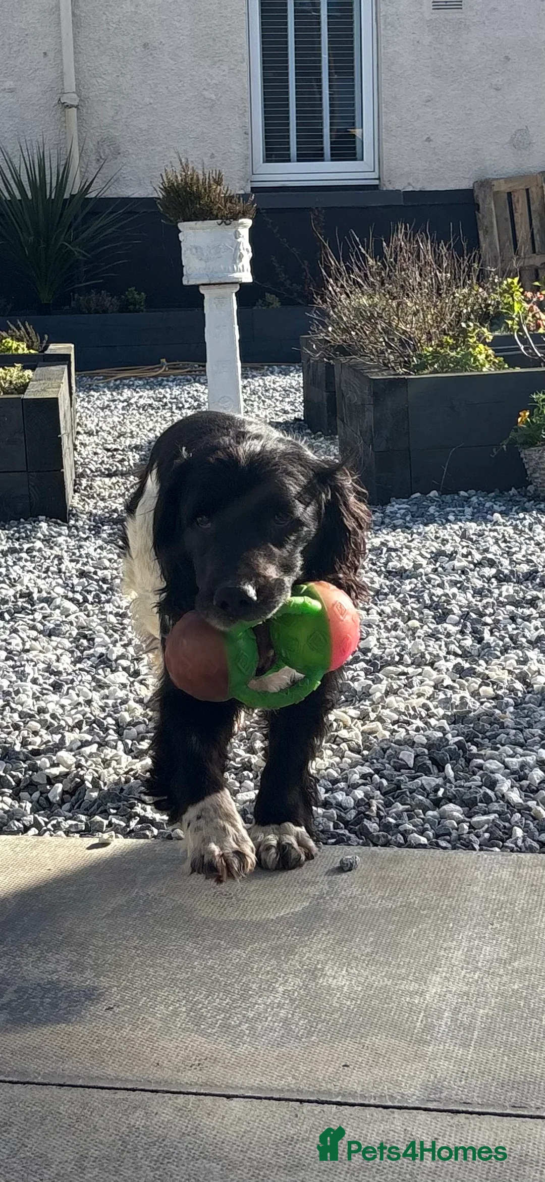 English Springer Spaniel dogs for sale: Working Spaniel – Due to Retire Soon - Advert 2