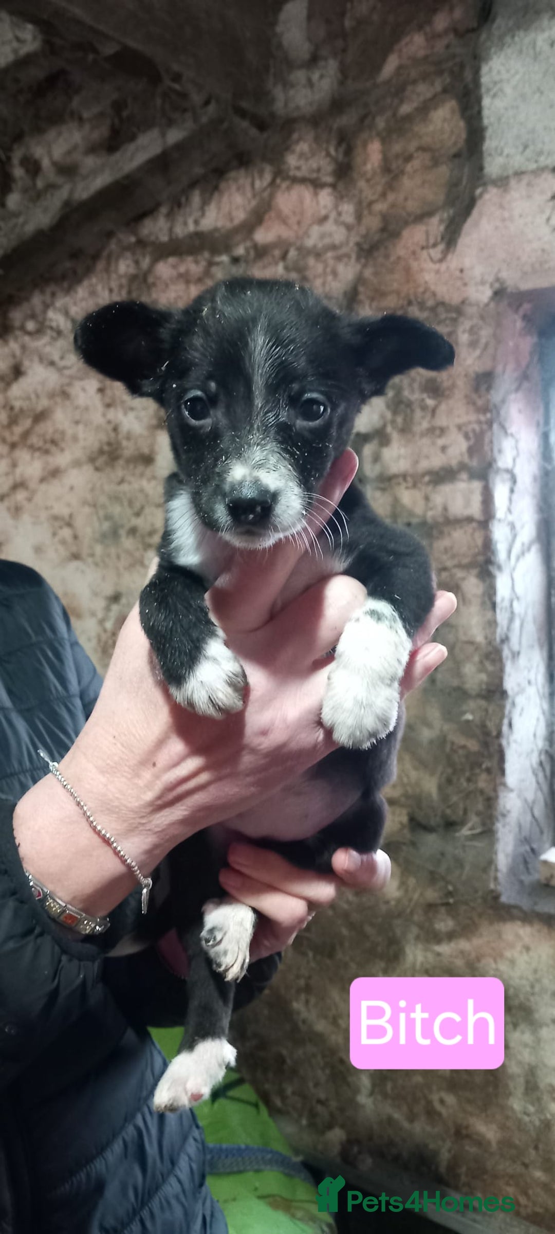 Border Collie dogs for sale: Border Collie Pups - Advert 8