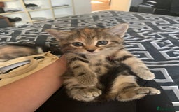 Mixed Breed cats for sale: 2 male 1female. Grey tabby, tabby, black and white - Image 7
