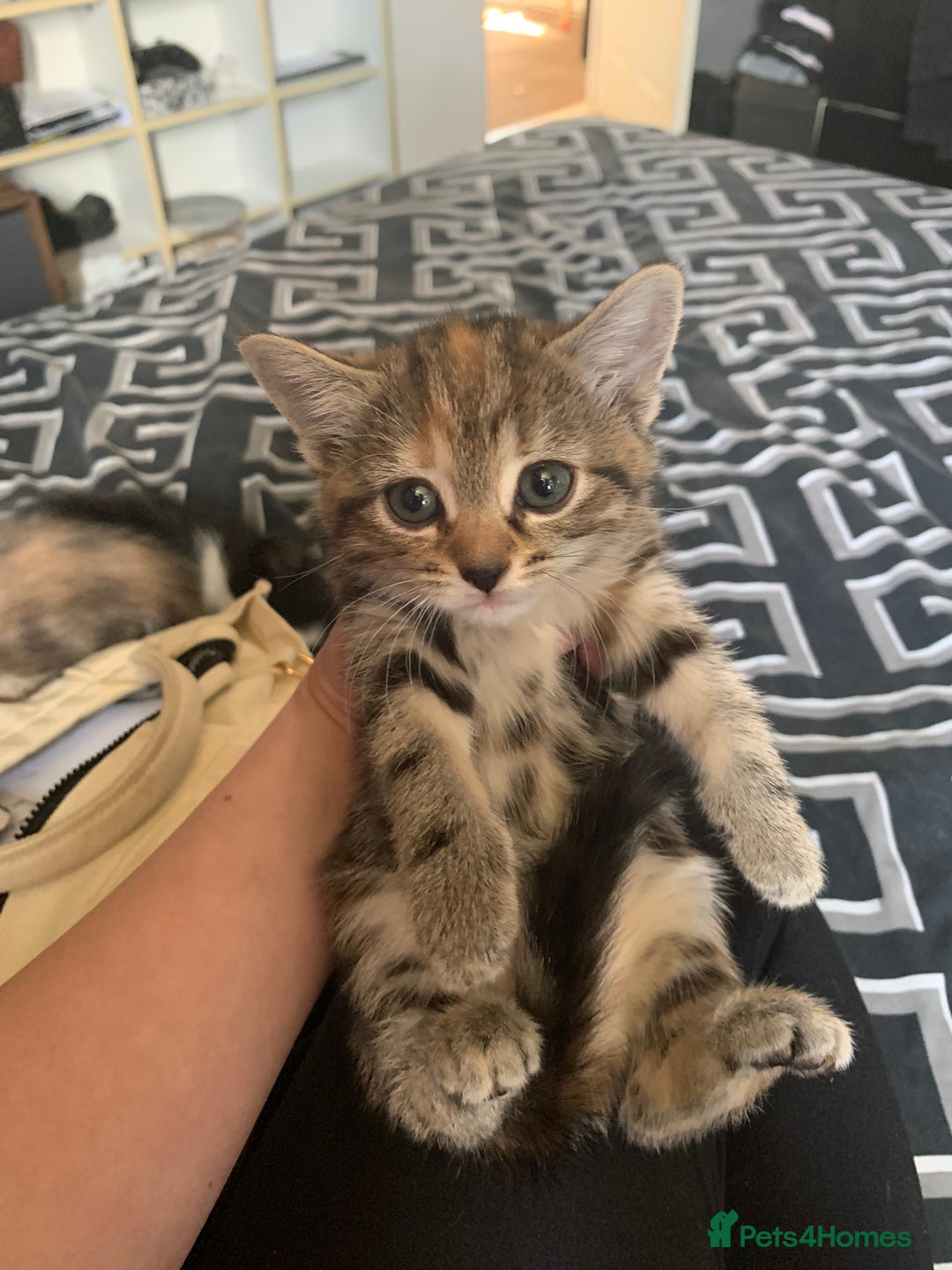 Mixed Breed cats for sale: 2 male 1female. Grey tabby, tabby, black and white - Image 7