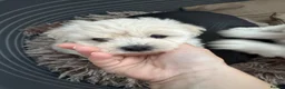Maltese dogs for sale: Beautiful Maltese puppies for sale - Advert 4