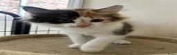 Mixed Breed cats for sale: Lovely, happy & friendly litter of kittens - Advert 2