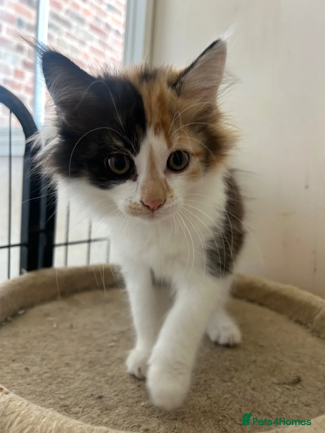 Mixed Breed cats for sale: Lovely, happy & friendly litter of kittens - Advert 2