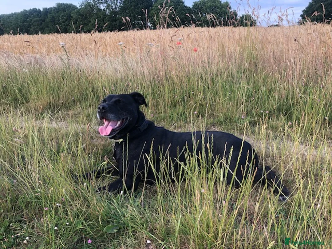 Cockerdor dogs for sale: Cockerdor Puppies - Family raised - Advert 2