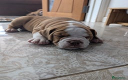Olde English Bulldogge dogs for sale: READY NEXT WEEK! - OEB Puppies NEBBR ✅ 3rd Gen - Image 35