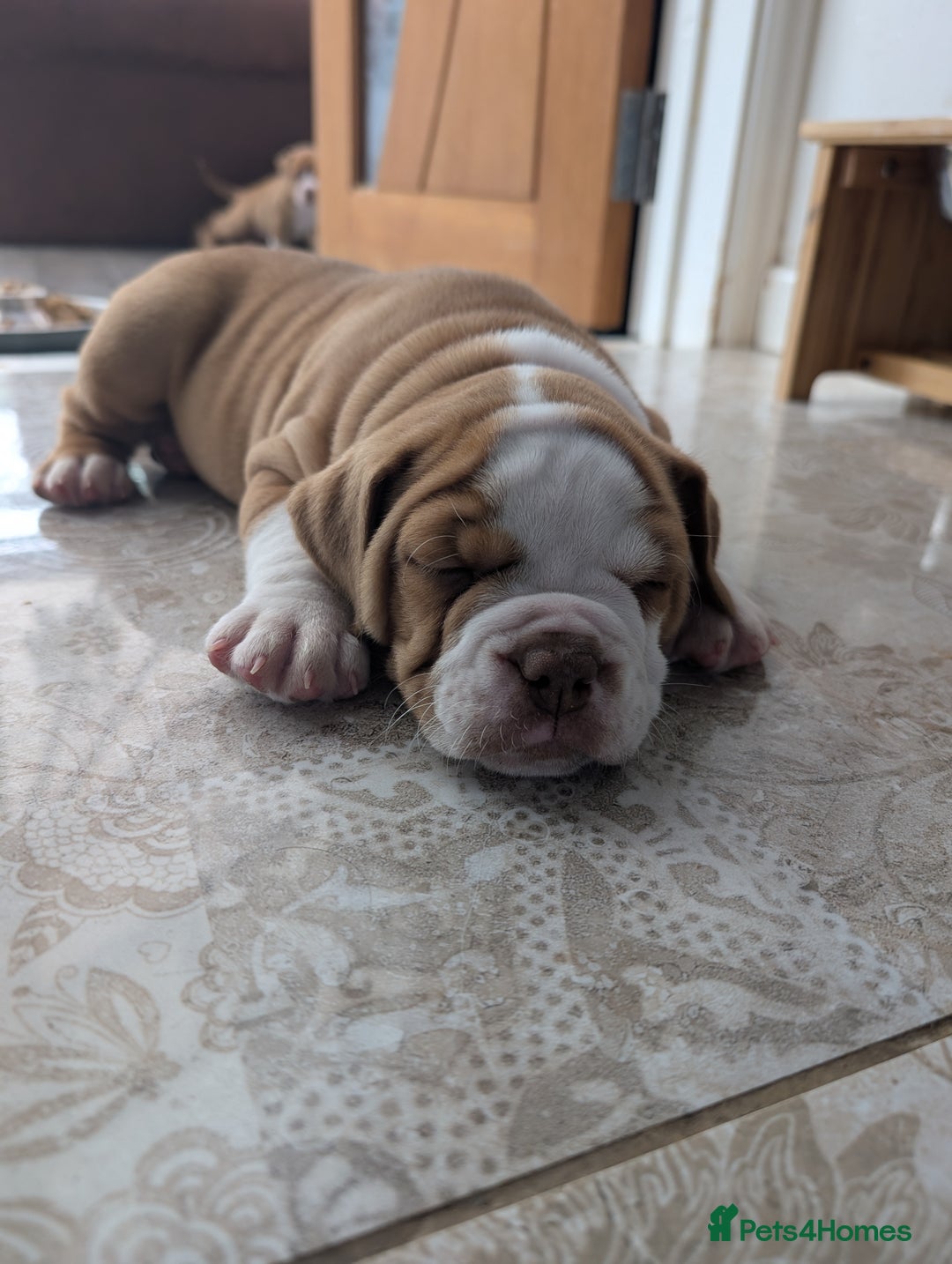 Olde English Bulldogge dogs for sale: READY NEXT WEEK! - OEB Puppies NEBBR ✅ 3rd Gen - Image 35