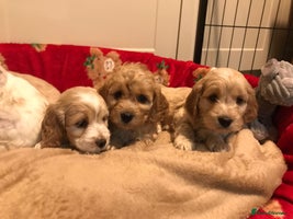 Cockapoo dogs BEAUTIFUL HEALTH CLEAR F1 COCKAPOOS - Advert 4