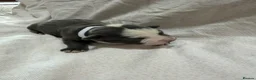 Staffordshire Bull Terrier dogs for sale: KC Registered Staffordshire Bull Terrier Puppies - Advert 17
