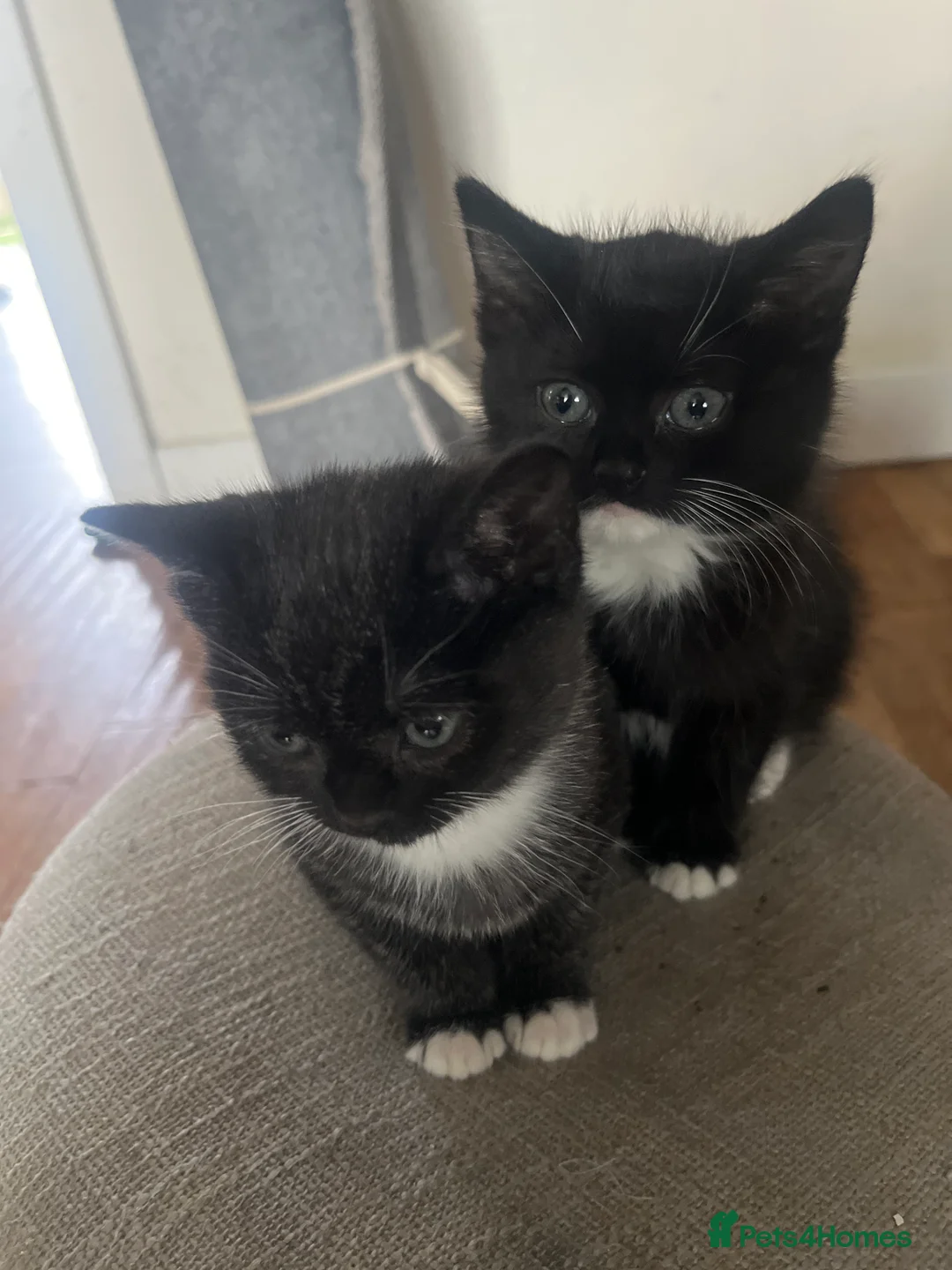 Mixed Breed cats for sale: Two little boys need forever homes.  - Advert 5