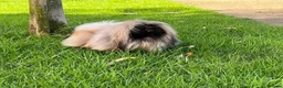 Pekingese dogs for stud: Stunning Pekingese STUD  - Advert 5