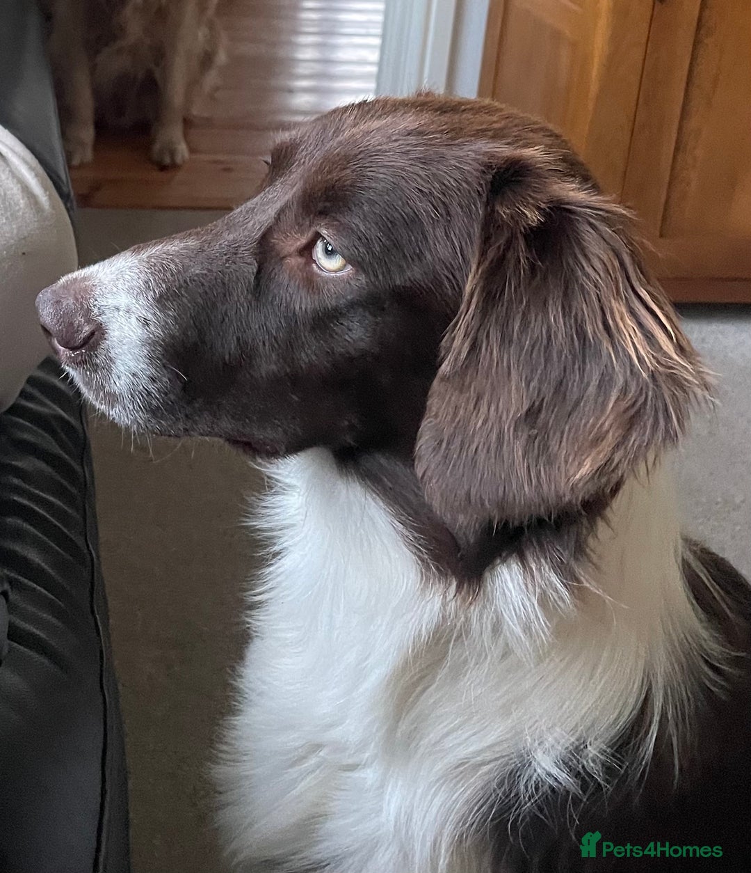 Sprollie dogs for sale: Sprollie - Advert 2