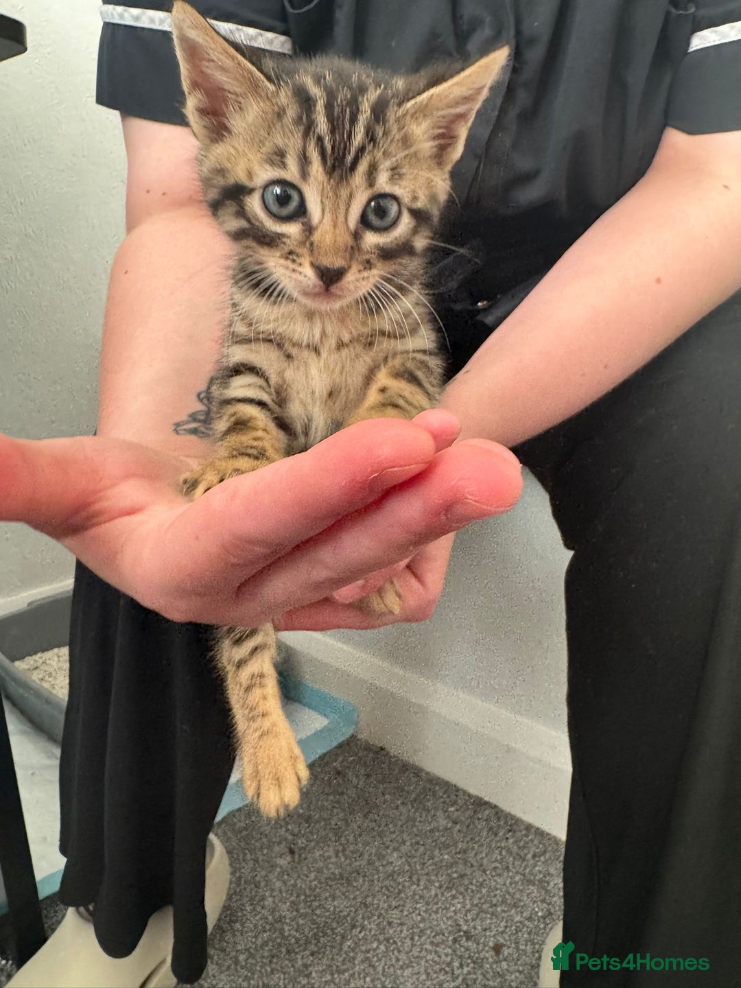 Bengal cats for sale: Beautiful Bengal mixed kittens - Image 5