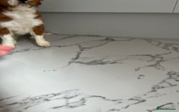 Cavalier King Charles Spaniel dogs for sale: KC Cavalier King Charles spaniel puppies - Image 3