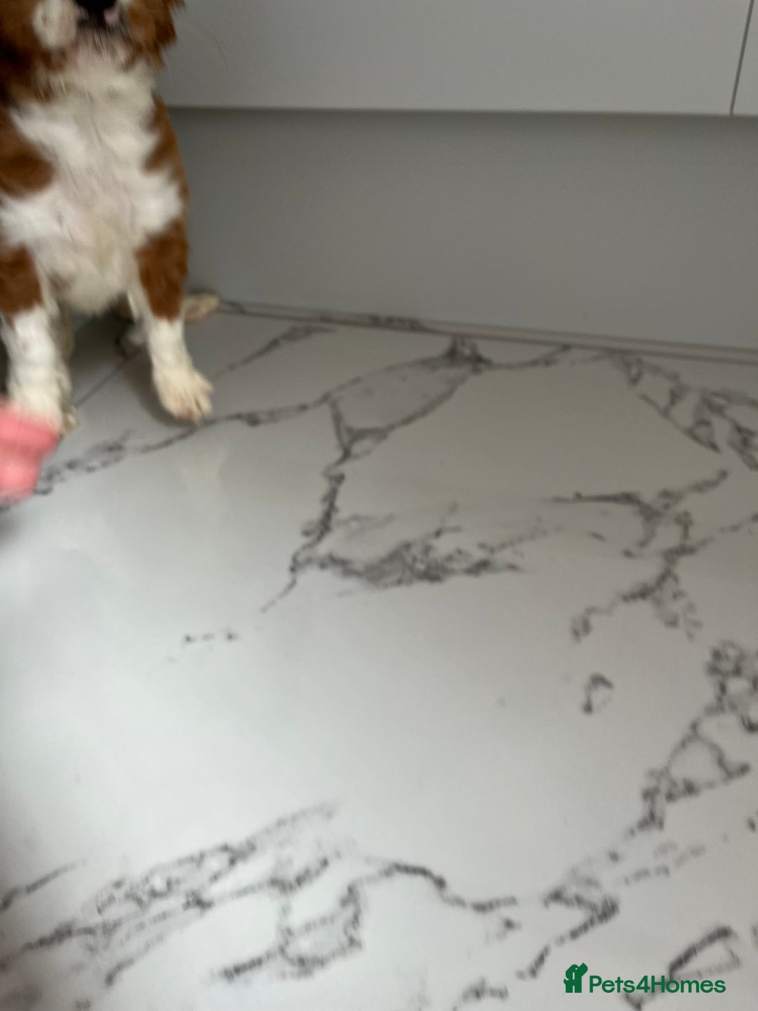Cavalier King Charles Spaniel dogs for sale: KC Cavalier King Charles spaniel puppies - Image 3