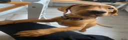 Labrador Retriever dogs for stud: Fox Red Labrador Available for Stud.  - Advert 26
