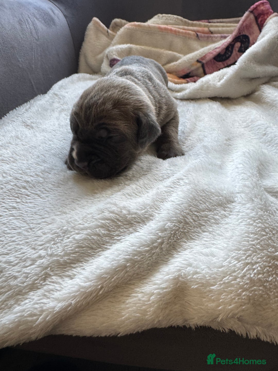 Cane Corso dogs for sale: 6 beautiful cane Corso puppies  - Advert 19