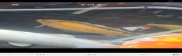 Koi Carp fish for sale: Koi carp x6 in Thornton-Cleveleys - Advert 3