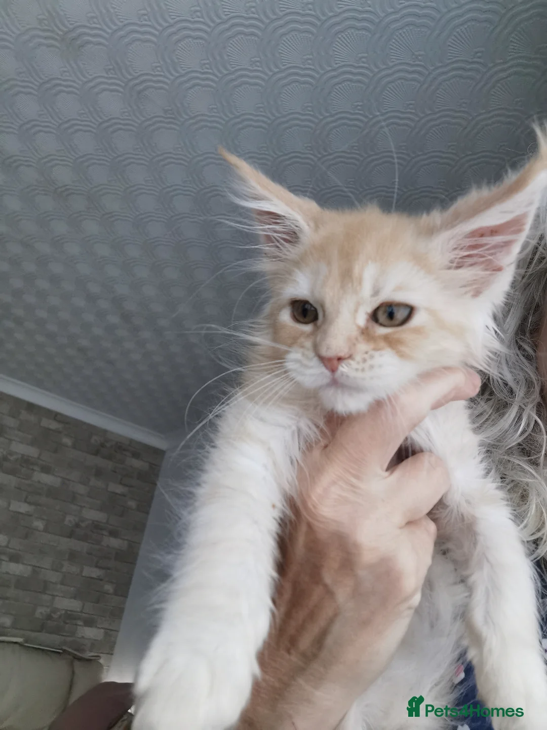 Maine Coon cats for sale: Maine coon kittens available.  - Advert 2