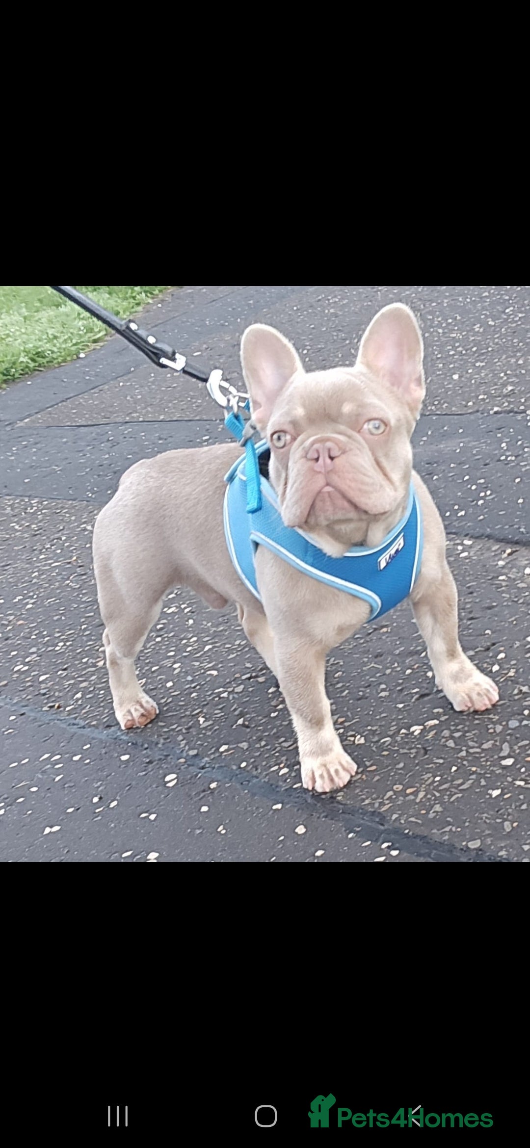 French Bulldog dogs for sale: Micro isabella french bulldog  - Image 2