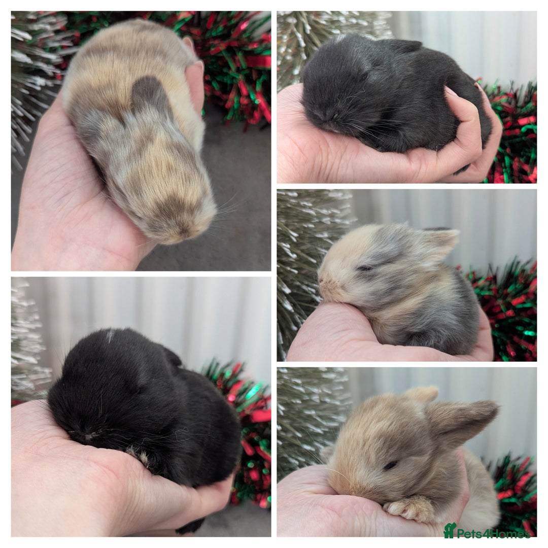 Mini Lop rabbits for sale: Mini lop babies waiting list  - Advert 1