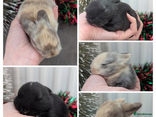 Mini Lop rabbits Mini lop babies waiting list open - Advert 1