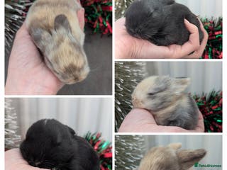 Mini Lop rabbits Mini lop babies waiting list - Advert 16