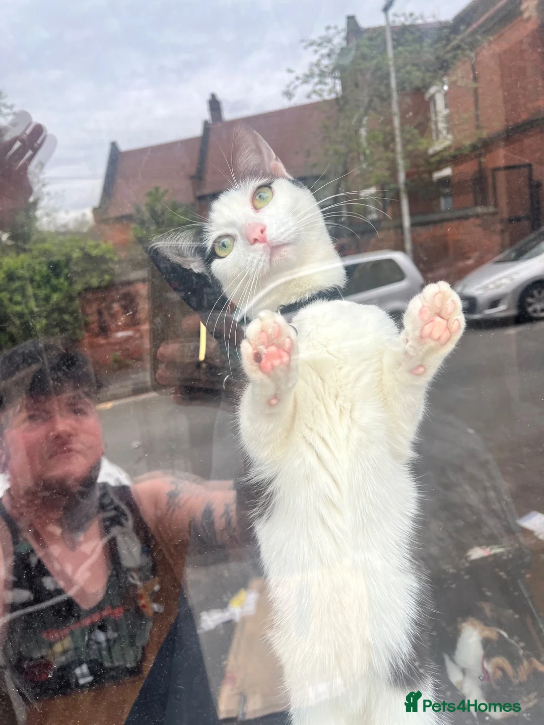 Mixed Breed cats for sale: 1 year old cat for sale. Needs a home urgently  in Nottingham - Advert 2