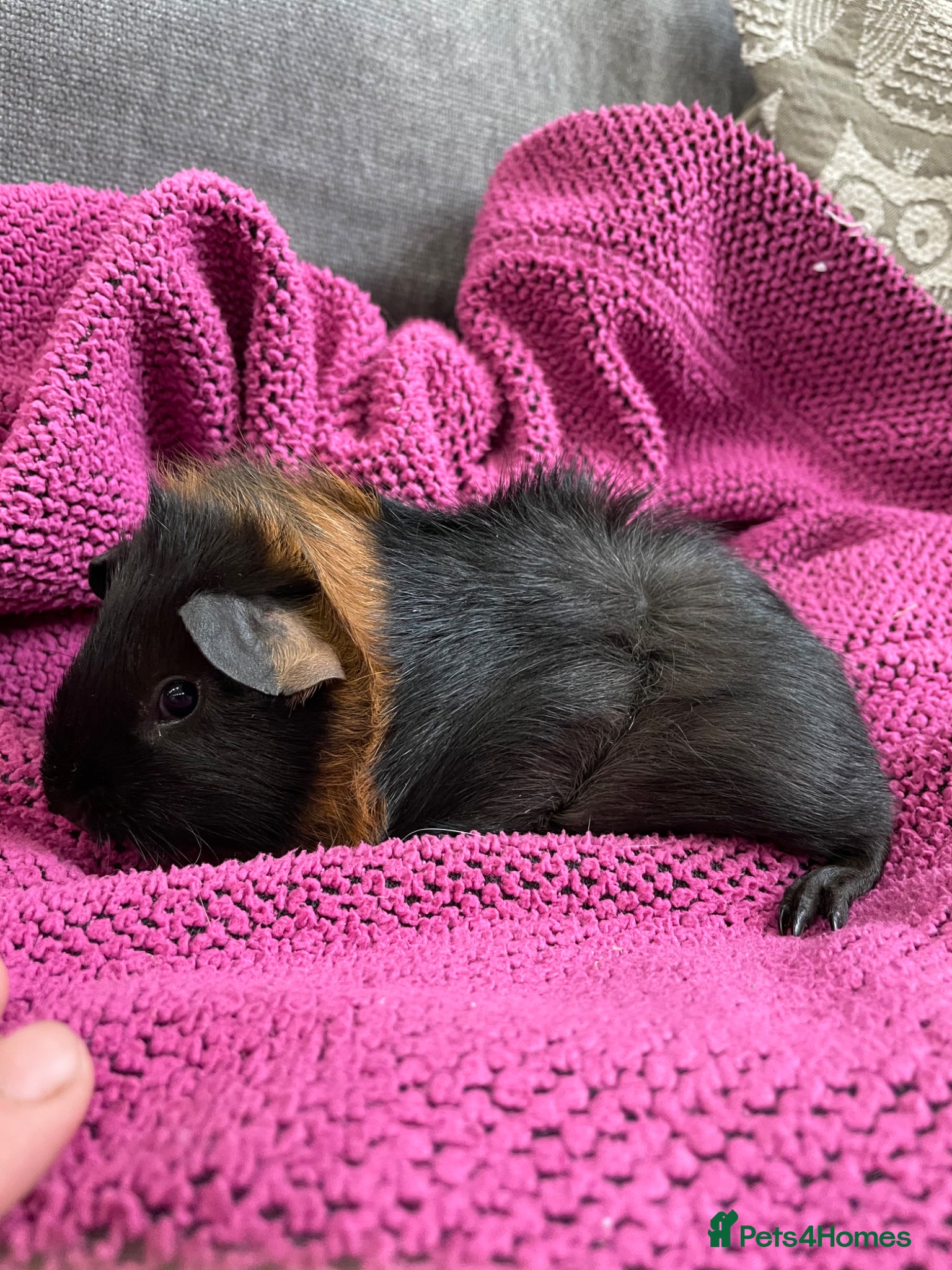 Guinea Pig rodents Gorgeous Female Guinea Pigs - Advert 2