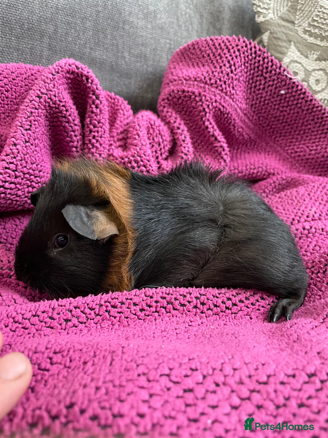 Guinea Pig rodents for sale: Gorgeous Female Guinea Pigs - Advert 2