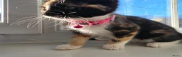 Ragdoll cats for sale: Beautiful Ragdoll x Norwegian Forest Female Kitten in Barnsley - Advert 3
