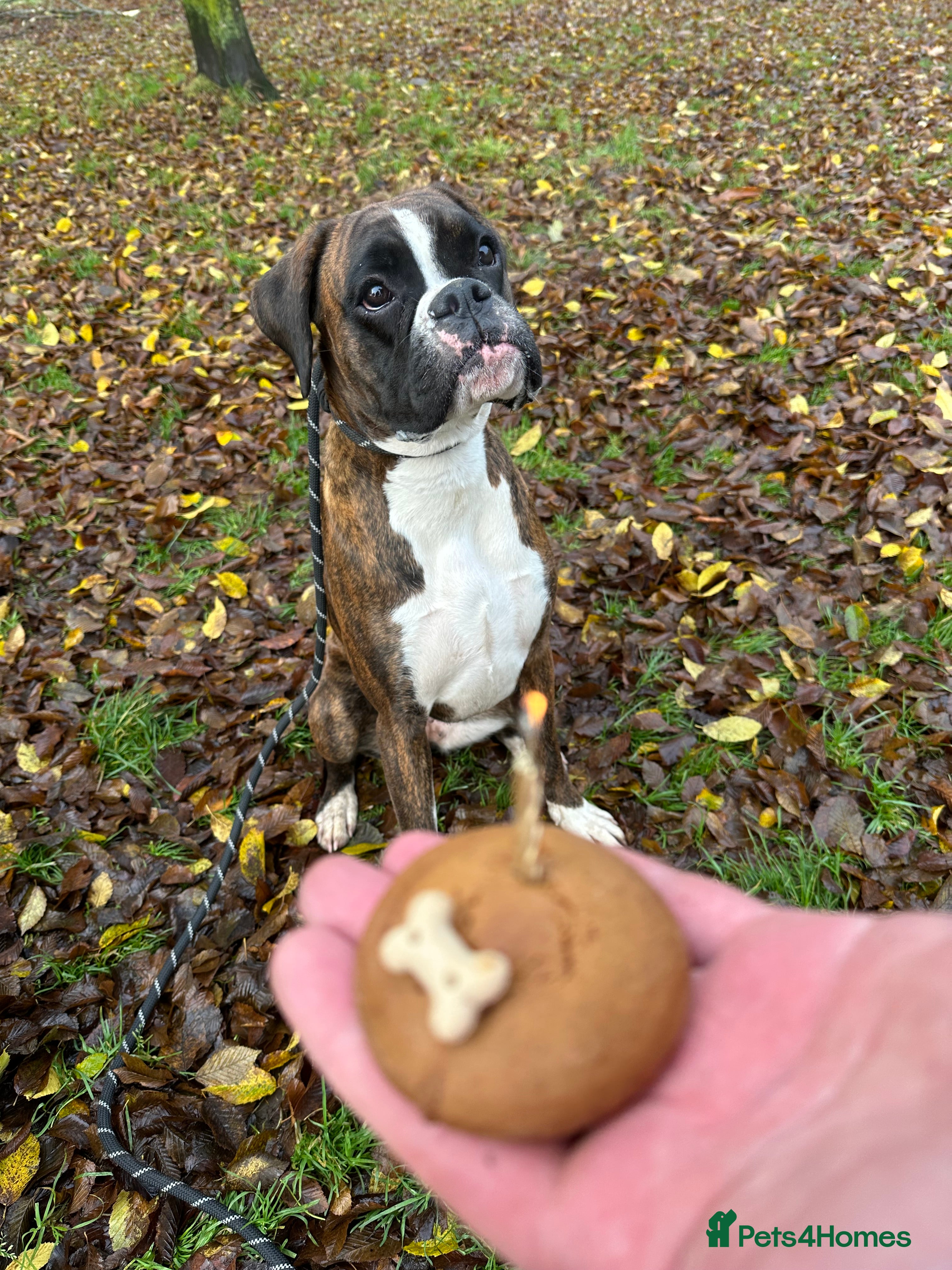 Boxer dogs 4 CHAMP BLOODLINE CHUNKY BOXER PUPS, bobtail/tail - Advert 1