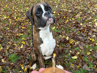 Boxer dogs 4 CHAMP BLOODLINE CHUNKY BOXER PUPS, bobtail/tail - Advert 16