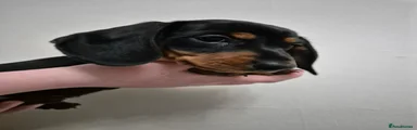Miniature Dachshund Puppy 3