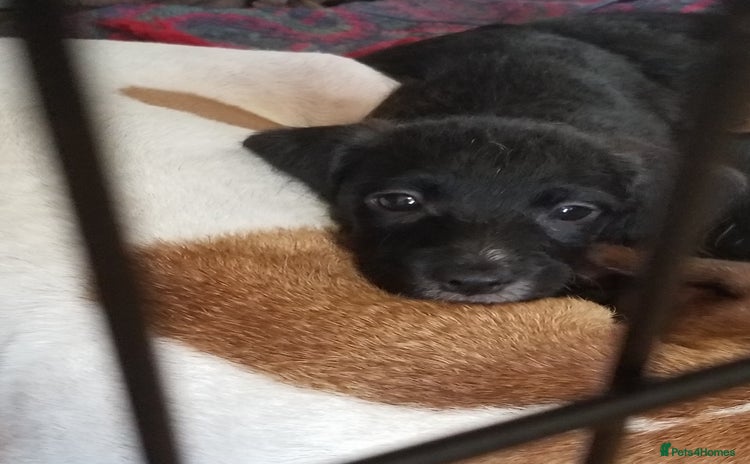 Jackapoo dogs - Advert 1