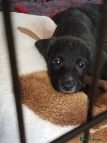 Jackapoo dogs - Advert 1