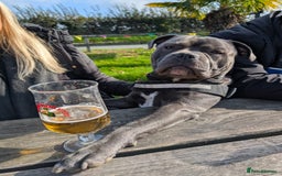 Staffordshire Bull Terrier dogs for stud: Staffordshire Bull Terrier STUD - Image 2