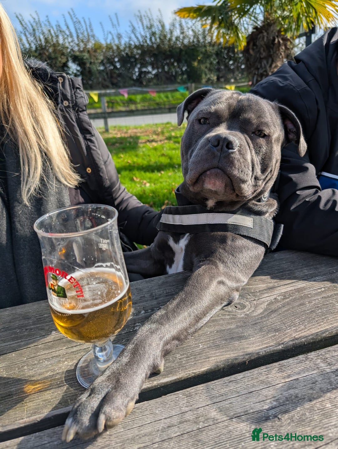 Staffordshire Bull Terrier dogs for stud: Staffordshire Bull Terrier STUD - Image 2