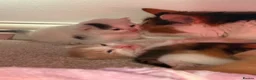 Mixed Breed cats for sale: Male kitten - Advert 2