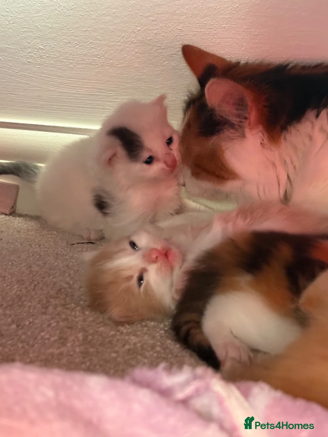 Mixed Breed cats for sale: Male kitten - Advert 2