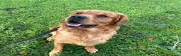 Golden Retriever dogs for sale: Beautiful litter of golden retrievers available  - Advert 3