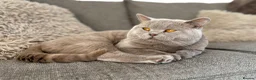 British Shorthair cats for sale: Social, playful BSH kittens  - Advert 2