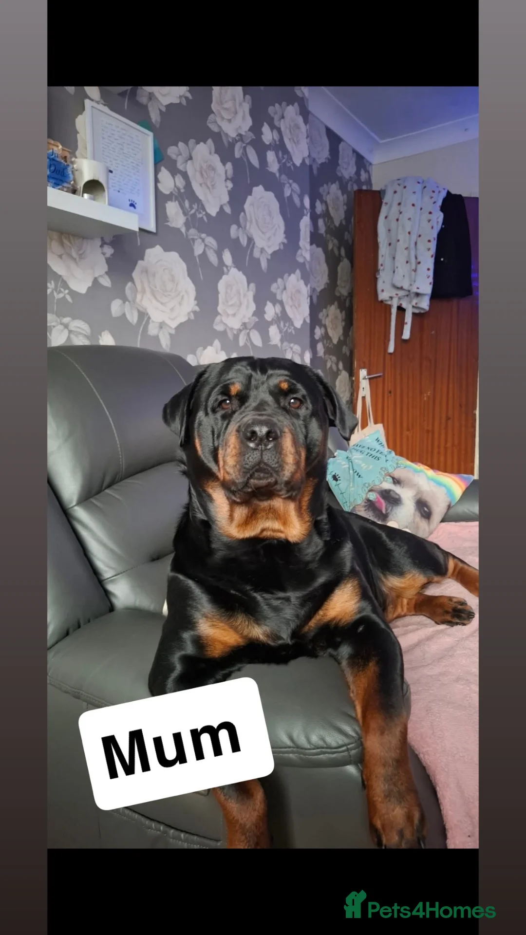 Rottweiler dogs for sale: Beautiful Rottweiler pups - Advert 1