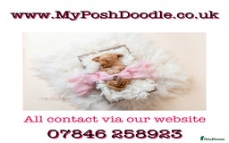 Mini Goldendoodle dogs for sale: F1 pups by POLICE dog trainer / Licensed breeder - Image 3