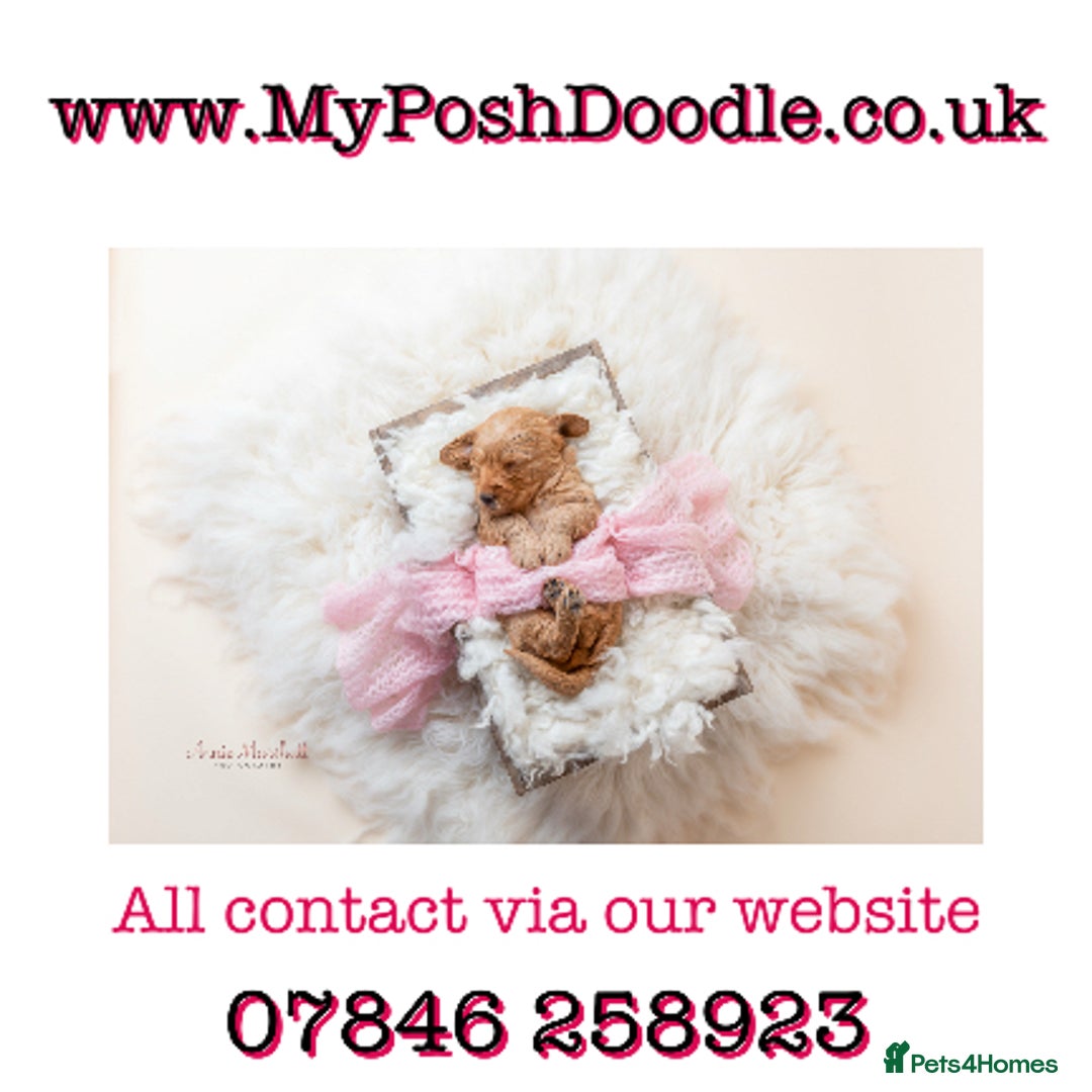 Mini Goldendoodle dogs for sale: F1 pups by POLICE dog trainer / Licensed breeder - Image 3