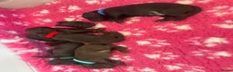 Cocker Spaniel dogs for sale: Cocker Spaniel Puppies For Sale in Bridgend - Advert 20