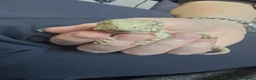 Gecko reptiles for sale: Leachianus Gecko will be high pinks/ high pattern  - Advert 1