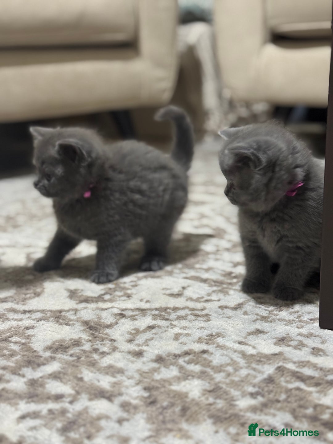 British Shorthair cats for sale: CHUNKY CHAMPION LINE BRITISH BLUE SHORTHAIR KITTEN - Advert 2
